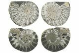 Lot: Cut & Polished, Pyrite Replaced Ammonite Pairs - Pieces #230339-3